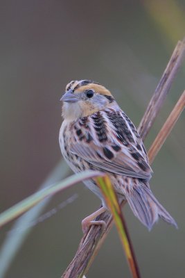 LeConte's Sparrow