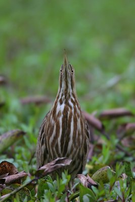 American Bittern