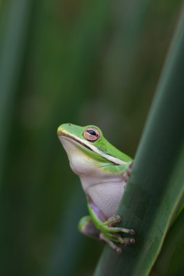 Green Tree-Frog