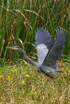 Great Blue Heron