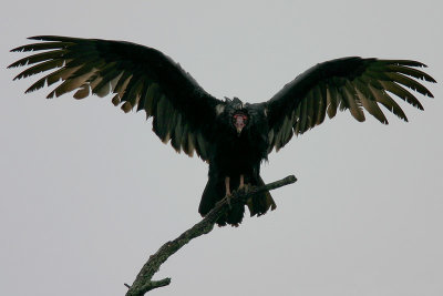 Turkey Vulture