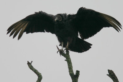 Black Vulture