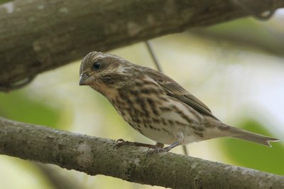 Purple Finch