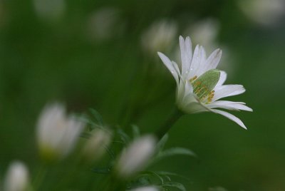 Ten-petal Anemone