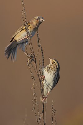 Grasshopper Sparrow and Savannah Sparrow