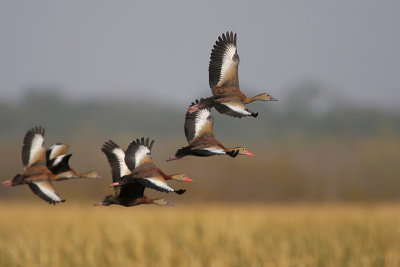 Black-bellied Whistling-Duck