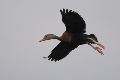 Black-bellied Whistling-Duck