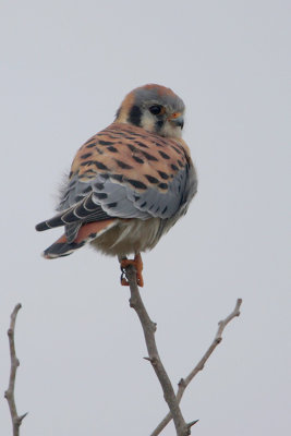 American Kestrel