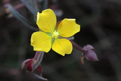 Shrubby Water Primrose