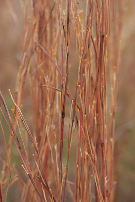 Little Bluestem