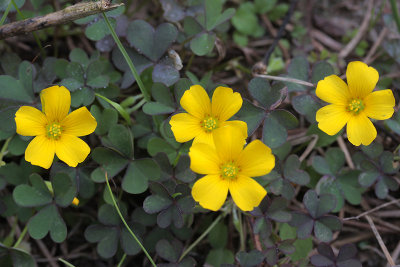 Texas Wood Sorrel