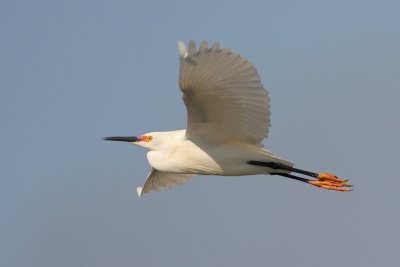 Snowy Egret