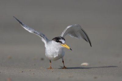 Least Tern