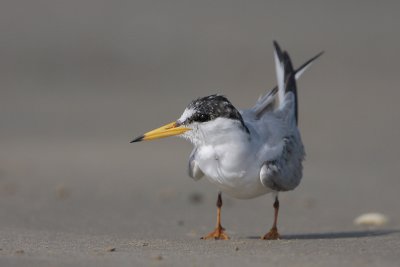 Least Tern