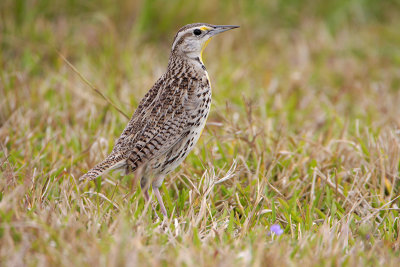 Eastern Meadowlark