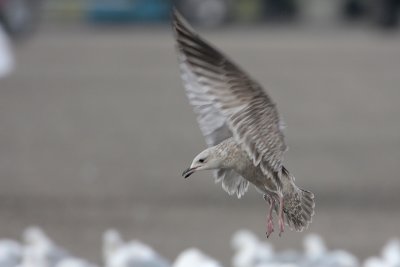 Herring Gull