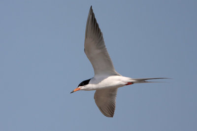 Forster's Tern