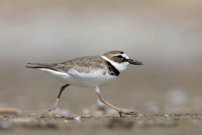 Wilson's Plover