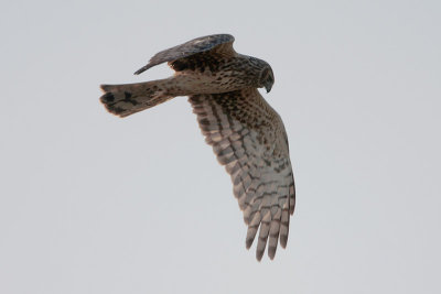 Northern Harrier