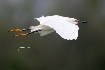 Snowy Egret