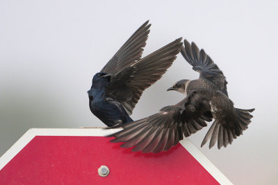 Purple Martin