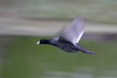 American Coot