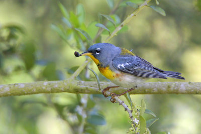 Northern Parula