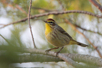 Palm Warbler