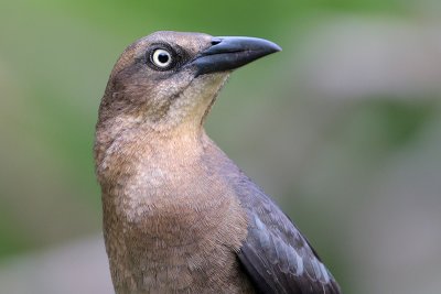 Great-tailed Grackle