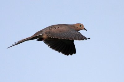 Mourning Dove