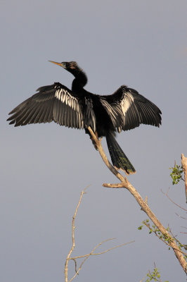 Anhinga