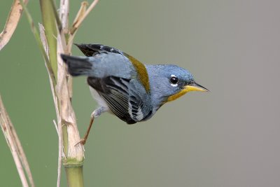 Northern Parula