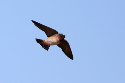 Cliff Swallow