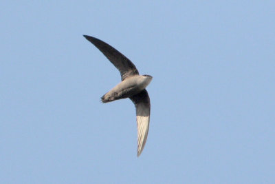 Chimney swift