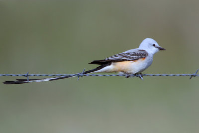 Scissor-tailed Flycatcher