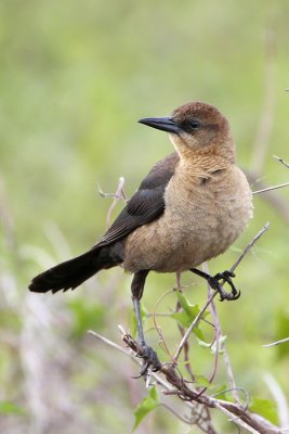 Boat-tailed Grackle