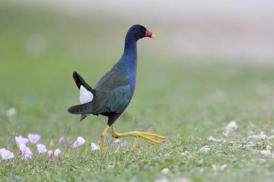 Purple Gallinule