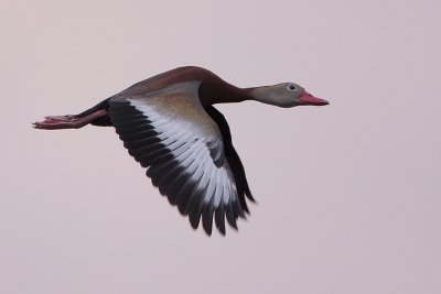 Black-bellied Whistling-Duck