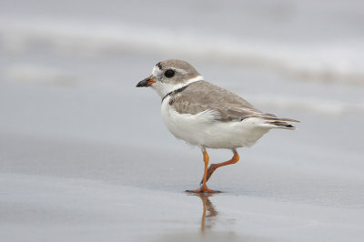 Piping Plover