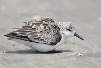 Sanderling