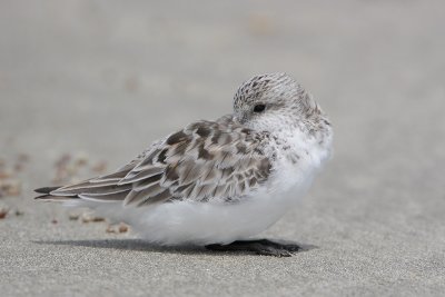 Sanderling