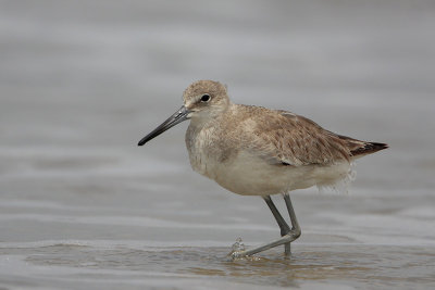 Willet