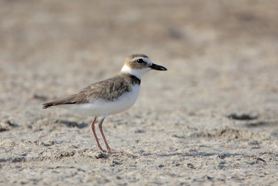 Wilson's Plover