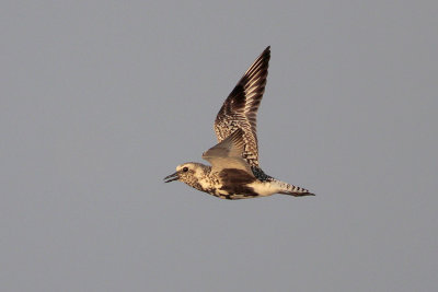 Black-bellied Plover