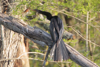 Anhinga eating crawfish