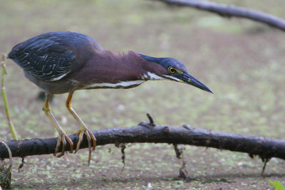 Green Heron