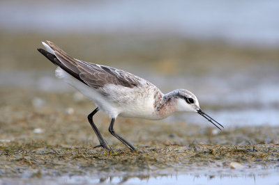 Wilson's Phalarope