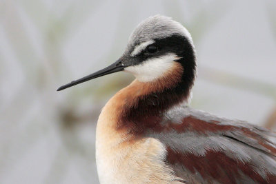 Wilson's Phalarope