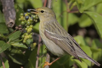 Blackpoll Warbler