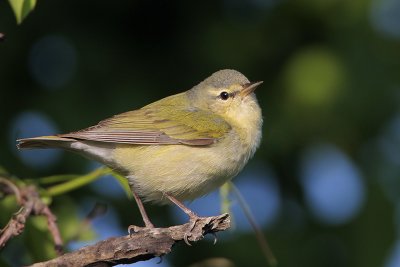 Tennessee Warbler